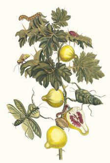 Pomme de Sodome. From the Book Metamorphosis insectorum Surinamensium, 1705. Creator: Merian, Maria Sibylla (1647-1717)
