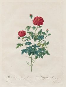 Pompon Rose, 1817-1824. Creator: Henry Joseph Redouté (French, 1766-1853)