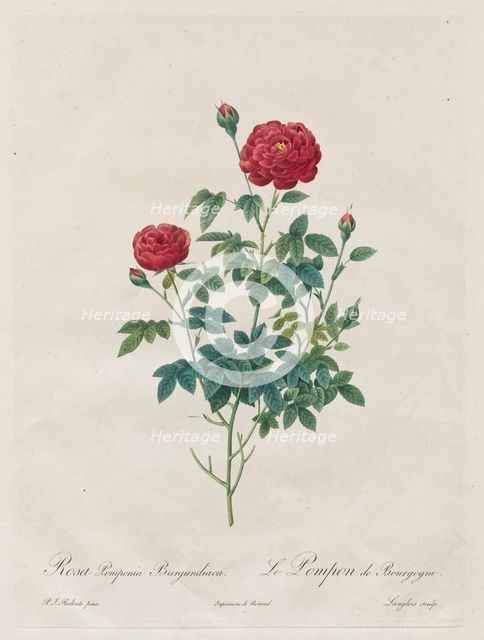Pompon Rose, 1817-1824. Creator: Henry Joseph Redouté (French, 1766-1853).