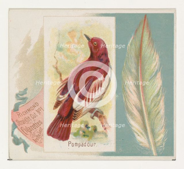 Pompadour, from the Song Birds of the World series (N42) for Allen & Ginter Cigarettes, 1890. Creator: Allen & Ginter.
