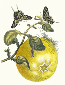 Pompelmous. From the Book Metamorphosis insectorum Surinamensium, 1705. Creator: Merian, Maria Sibylla (1647-1717)
