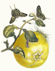 Pompelmous. From the Book Metamorphosis insectorum Surinamensium, 1705. Creator: Merian, Maria Sibylla (1647-1717)