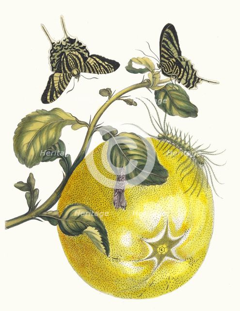 Pompelmous. From the Book Metamorphosis insectorum Surinamensium, 1705. Creator: Merian, Maria Sibylla (1647-1717).