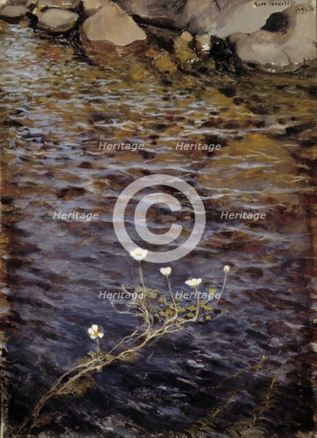 Pond Water Crowfoot, 1895.