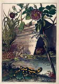Pond Life, 1758. Creator: August Johann Rosel Von Rosenhof