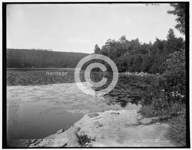 Pond lillies i.e. lilies in South Lake, Catskill Mountains, N.Y., c1902. Creator: Unknown.