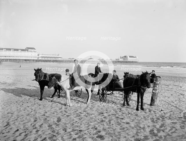 Ponies on the beach, Atlantic City, N.J., between 1900 and 1906. Creator: Unknown.