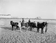 Ponies on the beach, Atlantic City, N.J., between 1900 and 1906. Creator: Unknown