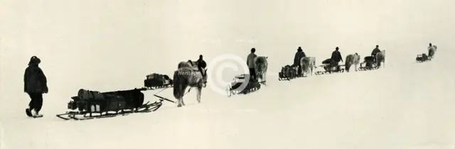 'Ponies on the March', 1911, (1913). Artist: Herbert Ponting.