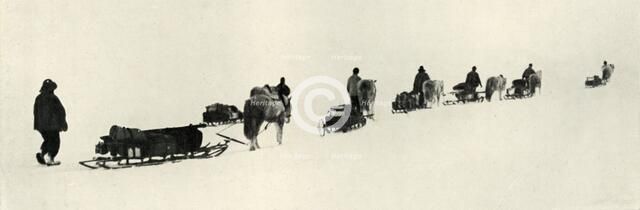 'Ponies on the March', 1911, (1913). Artist: Herbert Ponting.