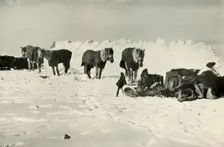 Ponies Behind Their Shelter in Camp on the Barrier 1911, (1913). Artist: Robert Falcon Scott