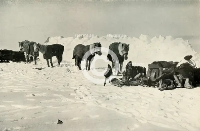 'Ponies Behind Their Shelter in Camp on the Barrier', 1911, (1913). Artist: Robert Falcon Scott.