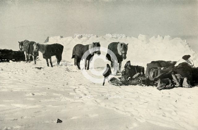 'Ponies Behind Their Shelter in Camp on the Barrier', 1911, (1913). Artist: Robert Falcon Scott.