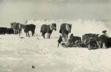 Ponies Behind Their Shelter in Camp on the Barrier 1911, (1913). Artist: Robert Falcon Scott