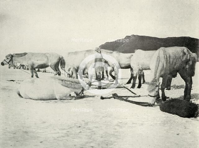 'Ponies Tethered Out on the Sea-Ice', c1910–1913, (1913). Artist: Herbert Ponting.