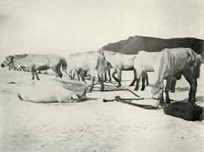 Ponies Tethered Out on the Sea-Ice c1910–1913, (1913). Artist: Herbert Ponting