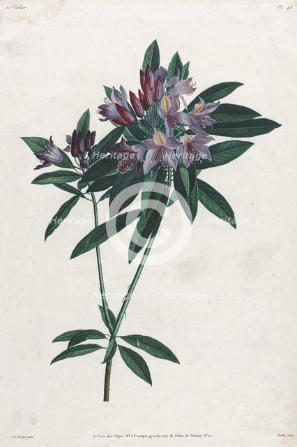 Pontic Rhododendron, 1805. Creator: Jean Louis Prévost.