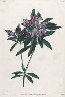 Pontic Rhododendron, 1805. Creator: Jean Louis Prévost
