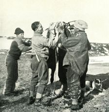 Pony Takes Whisky 8 February, 1911, (1913). Artist: Herbert Ponting