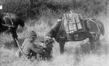 Pony carrying French Mitrailleuse, between c1914 and c1915. Creator: Bain News Service