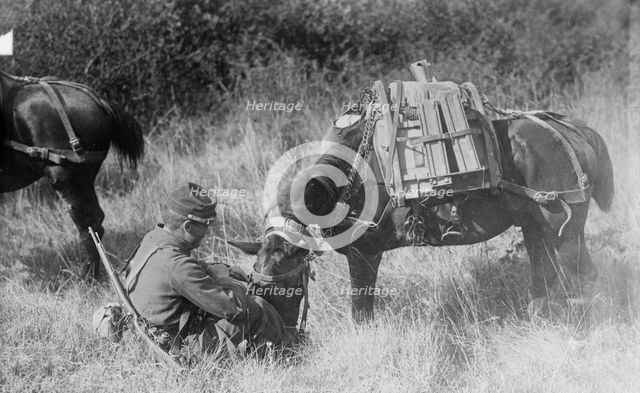 Pony carrying French Mitrailleuse, between c1914 and c1915. Creator: Bain News Service.