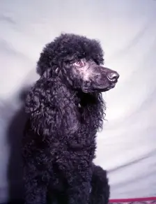 Poodle, c1955. Creator: Arthur Charles Kirby Ware