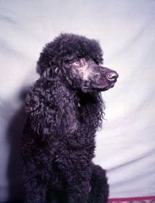 Poodle, c1955. Creator: Arthur Charles Kirby Ware