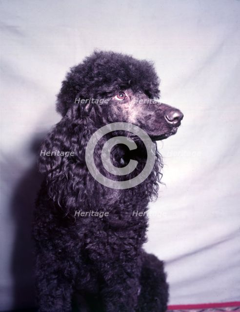 Poodle, c1955. Creator: Arthur Charles Kirby Ware.