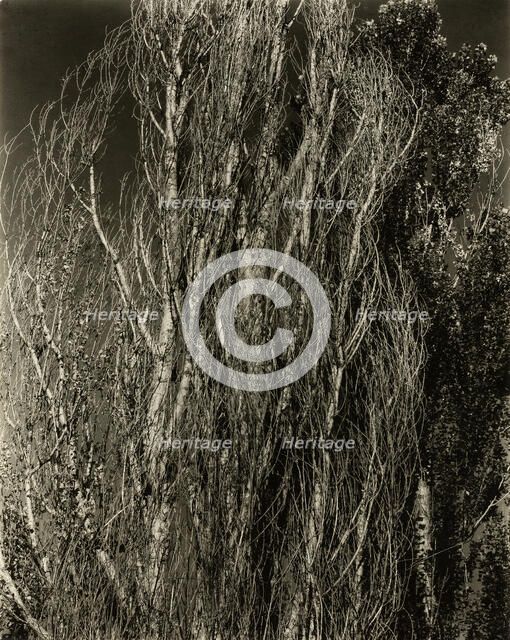 Poplars—Lake George, 1932. Creator: Alfred Stieglitz.