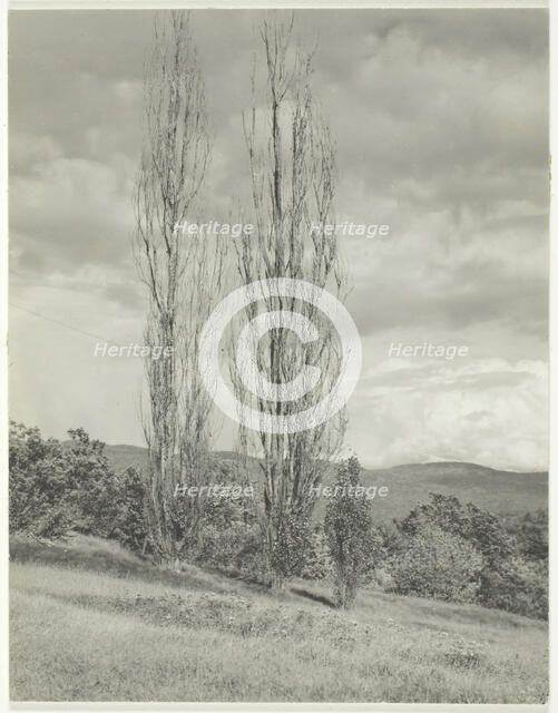 Poplars—Lake George, 1935. Creator: Alfred Stieglitz.