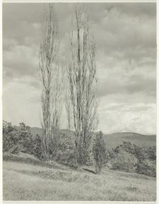 Poplars—Lake George, 1935. Creator: Alfred Stieglitz