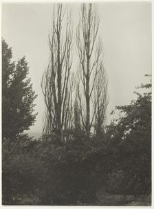 Poplars - Lake George, 1935. Creator: Alfred Stieglitz