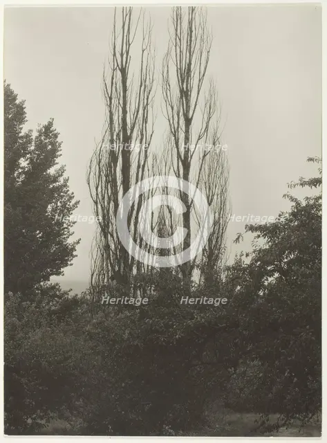 Poplars - Lake George, 1935. Creator: Alfred Stieglitz.