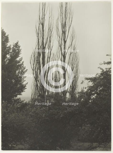 Poplars - Lake George, 1935. Creator: Alfred Stieglitz.