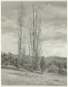 Poplars—Lake George, 1935. Creator: Alfred Stieglitz