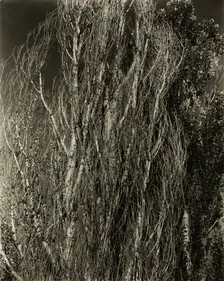 Poplars—Lake George, 1932. Creator: Alfred Stieglitz