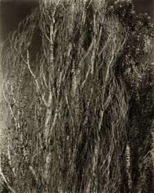 Poplars—Lake George, 1932. Creator: Alfred Stieglitz