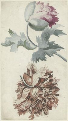 Poppies, 1683-1733. Creator: Bernard Picart