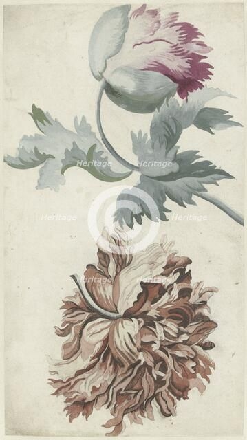 Poppies, 1683-1733. Creator: Bernard Picart.