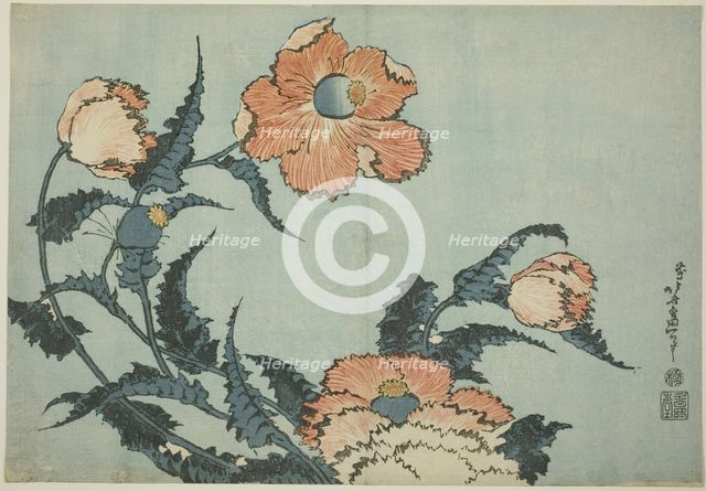 Poppies, from an untitled series of flowers, Japan, c. 1832. Creator: Hokusai.