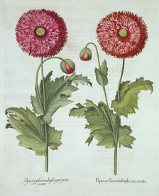 Poppies, from Hortus Eystettensis by Basil Besler (1561-1629) pub. 1613
