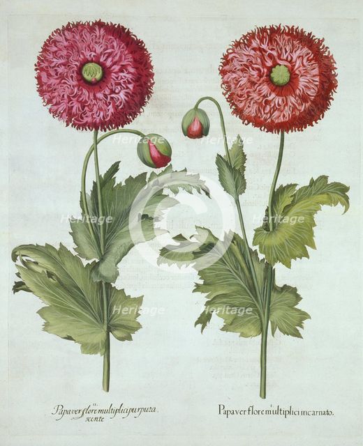 Poppies, from 'Hortus Eystettensis', by Basil Besler (1561-1629) pub. 1613 