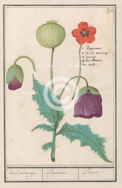 Poppy, 1596-1610. Creators: Anselmus de Boodt, Elias Verhulst.