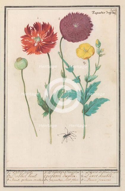 Poppy, 1596-1610. Creators: Anselmus de Boodt, Elias Verhulst.