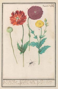 Poppy, 1596-1610. Creators: Anselmus de Boodt, Elias Verhulst
