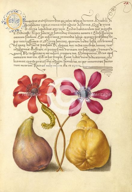 Poppy Anemones, Caterpillar, Fig, and Quince, 1561-1562; illumination added 1591-1596. Creator: Joris Hoefnagel.