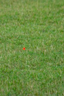 Poppy, Boscobel House, Boscobel, Shropshire, 2010. Creator: Peter Williams