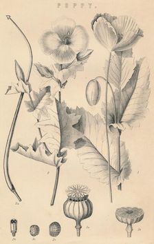 Poppy c19th century