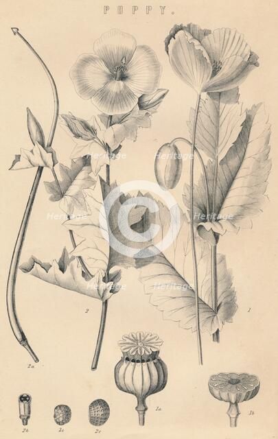 'Poppy', c19th century. Artist: Unknown.