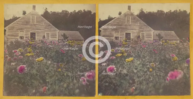 Poppy field Cabbot Vt., about 1870. Creator: Unknown.